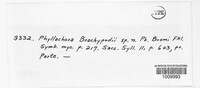 Phyllachora graminis image